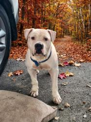 Found/Stray Male Dog last seen Crest and Buell, Cincinnati, OH 45251