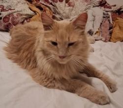 Reunited Unknown Cat last seen Geneva Dr and Manchester Drive in Geneva East Subdivision, Geneva, IL 60134