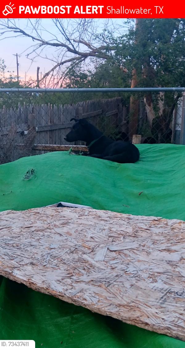 Lost Female Dog last seen County Rd 1600 and 6100 area, Shallowater, TX 79363