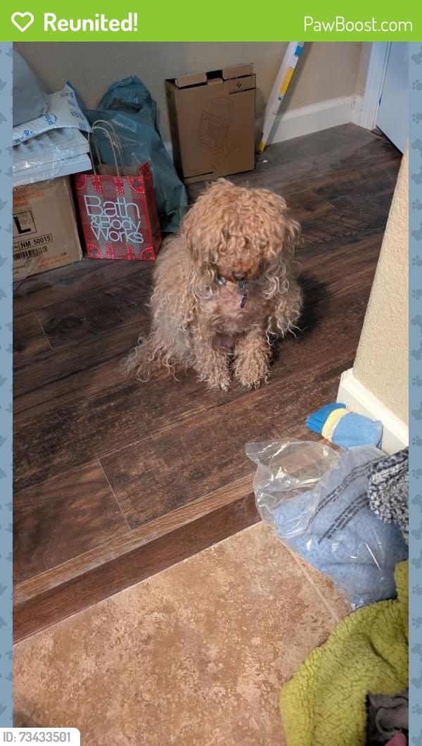 Reunited Female Dog last seen Elk Grove, Elk Grove, CA 95757