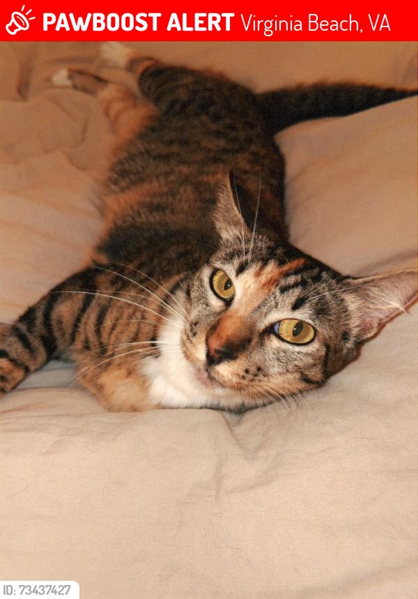 Lost Female Cat last seen Dam Neck Beach near Navy inn, Virginia Beach, VA 23461