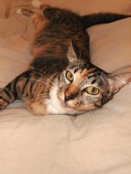 Lost Female Cat last seen Dam Neck Beach near Navy inn, Virginia Beach, VA 23461