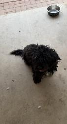 Found/Stray Female Dog last seen Near and southern, Maricopa County, AZ 85353