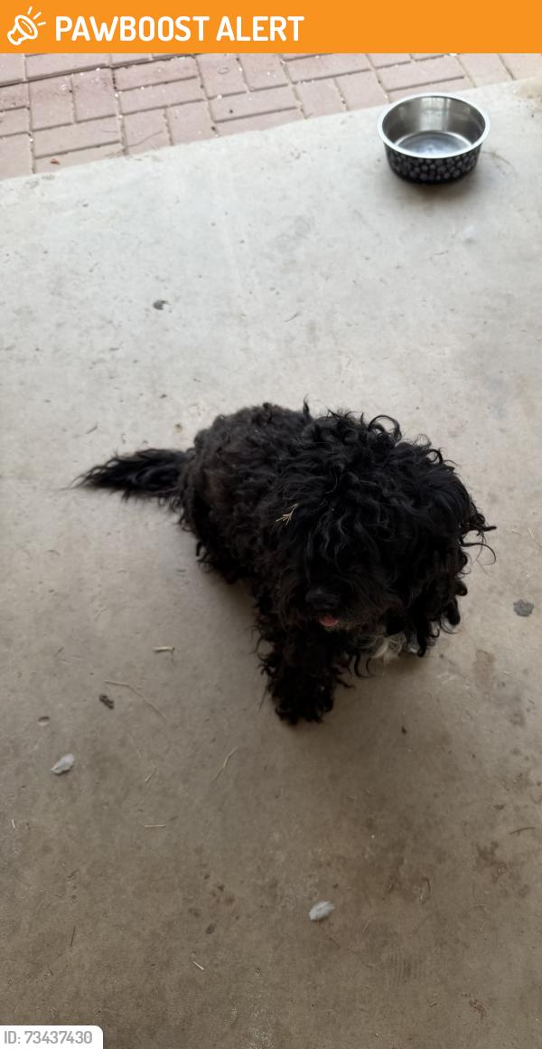 Found/Stray Female Dog last seen Near and southern, Maricopa County, AZ 85353