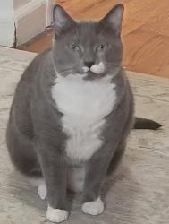 Lost Female Cat last seen Stuyvesant Ave b/t Hart & Willoughby, Brooklyn, NY 11221
