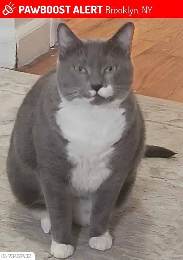 Lost Female Cat last seen Stuyvesant Ave b/t Hart & Willoughby, Brooklyn, NY 11221