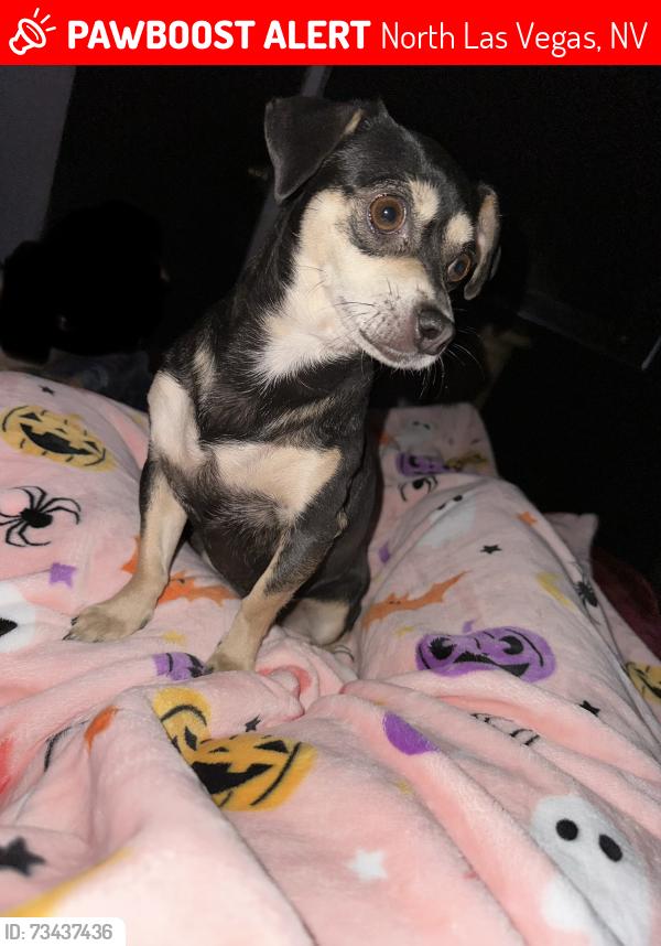Lost Female Dog last seen Lillis and belmont, North Las Vegas, NV 89030