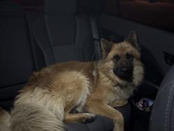 Found/Stray Unknown Dog last seen harmon rd, Fayetteville, AR 72704