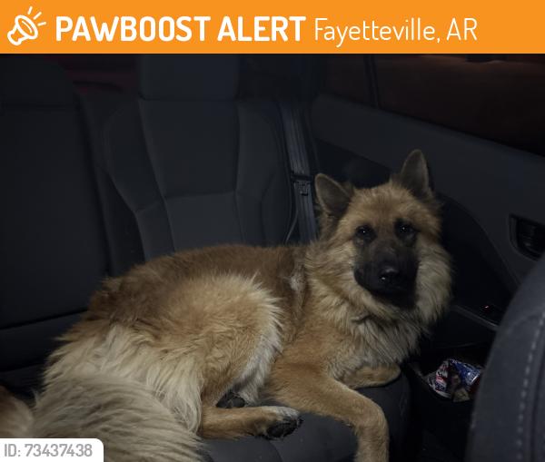 Found/Stray Unknown Dog last seen harmon rd, Fayetteville, AR 72704