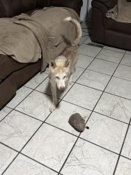Found/Stray Female Dog last seen A street, Perris, CA 92570