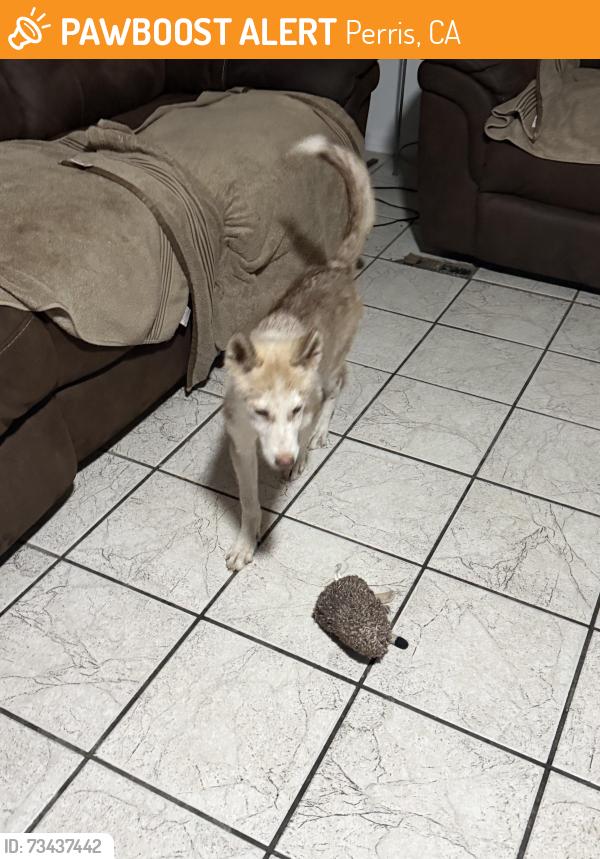 Found/Stray Female Dog last seen A street, Perris, CA 92570