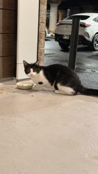 Found/Stray Male Cat last seen 25th Street & Dickinson street, Philadelphia, PA 19146