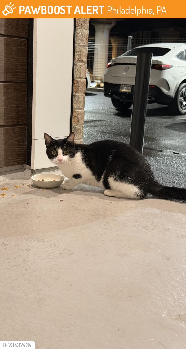 Found/Stray Male Cat last seen 25th Street & Dickinson street, Philadelphia, PA 19146