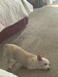 Lost Male Dog last seen Hopi road towanda, Apple Valley, CA 92307
