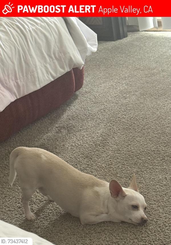 Lost Male Dog last seen Hopi road towanda, Apple Valley, CA 92307