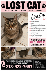 Lost Male Cat last seen Rosedale and Wick, Allen Park, MI 48101
