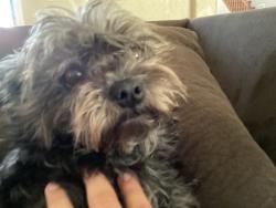 Reunited Female Dog last seen WestPark , Buckeye, Buckeye, AZ 85326