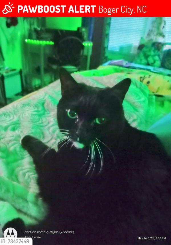 Lost Female Cat last seen Near Ivey Ct Maiden NC, Boger City, NC 28092