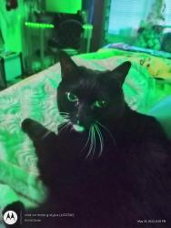 Lost Female Cat last seen Near Ivey Ct Maiden NC, Boger City, NC 28092