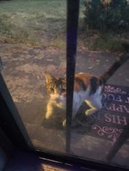 Found/Stray Female Cat last seen Mendenhall, Memphis, TN 38122