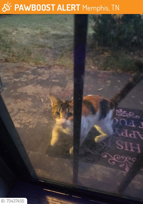 Found/Stray Female Cat last seen Mendenhall, Memphis, TN 38122