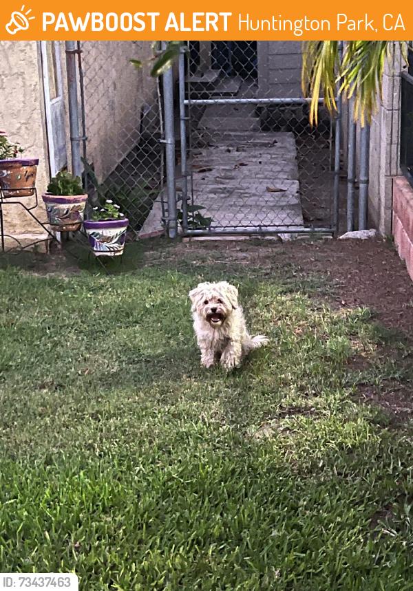 Found/Stray Unknown Dog last seen Yahualica, Huntington Park, CA 90280