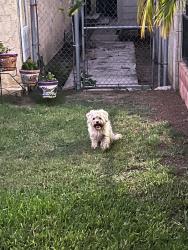 Found/Stray Unknown Dog last seen Yahualica, Huntington Park, CA 90280