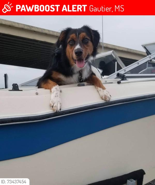 Lost Female Dog last seen Near north side of Gautier MS. I-10 / Gautier Vancleave Area, Gautier, MS 39553