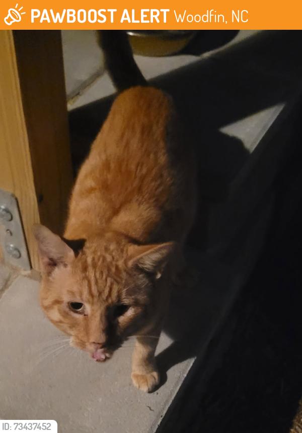 Found/Stray Male Cat last seen Elkwood Avenue, Woodfin, NC 28804