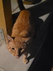 Found/Stray Male Cat last seen Elkwood Avenue, Woodfin, NC 28804