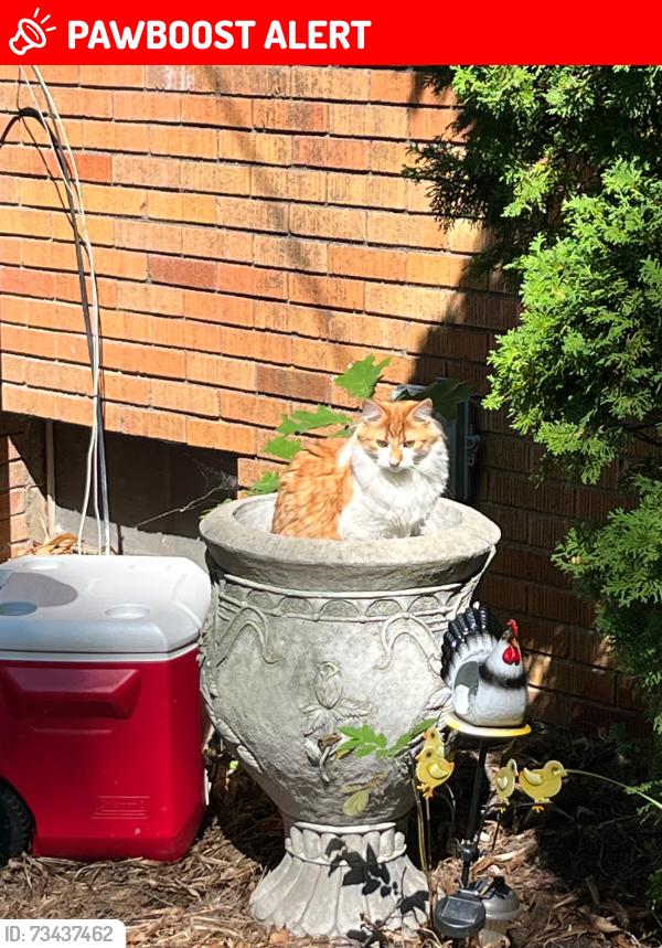 Lost Male Cat last seen Jones rd, hatchery, tubbs, airport, Waterford Township, MI 48327