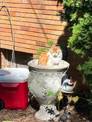 Lost Male Cat last seen Jones rd, hatchery, tubbs, airport, Waterford Township, MI 48327
