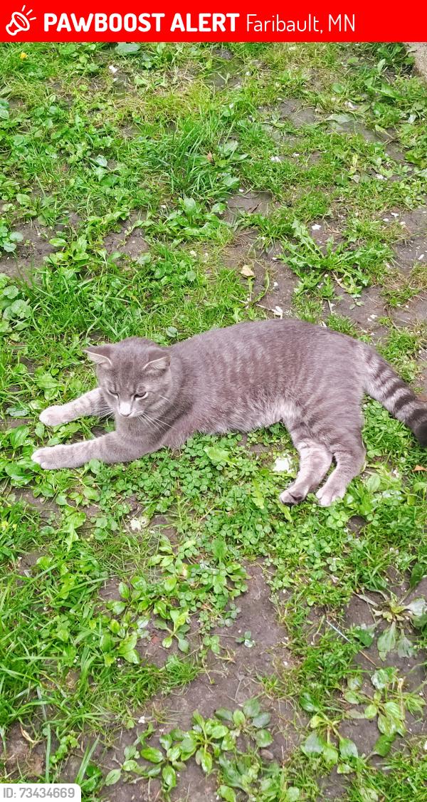 Lost Male Cat last seen Hulett Ave behind culvers, Faribault, MN 55021
