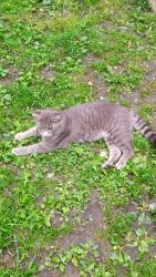 Lost Male Cat last seen Hulett Ave behind culvers, Faribault, MN 55021