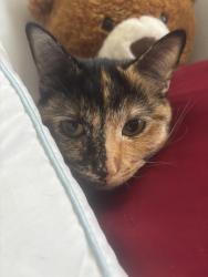 Found/Stray Female Cat last seen Chicago, Chicago, IL 60602