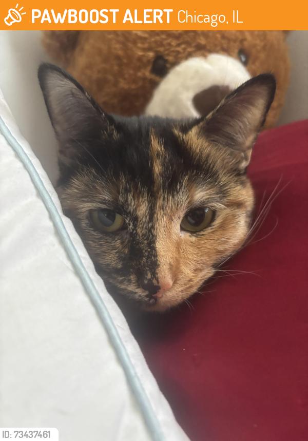 Found/Stray Female Cat last seen Chicago, Chicago, IL 60602