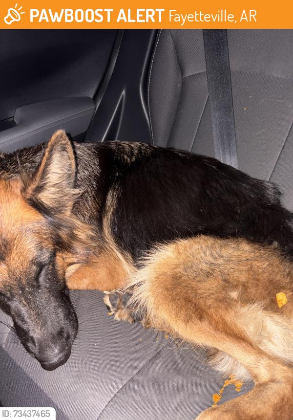 Found/Stray Unknown Dog last seen harmon rd, Fayetteville, AR 72704