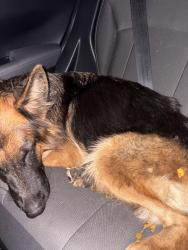 Found/Stray Unknown Dog last seen harmon rd, Fayetteville, AR 72704