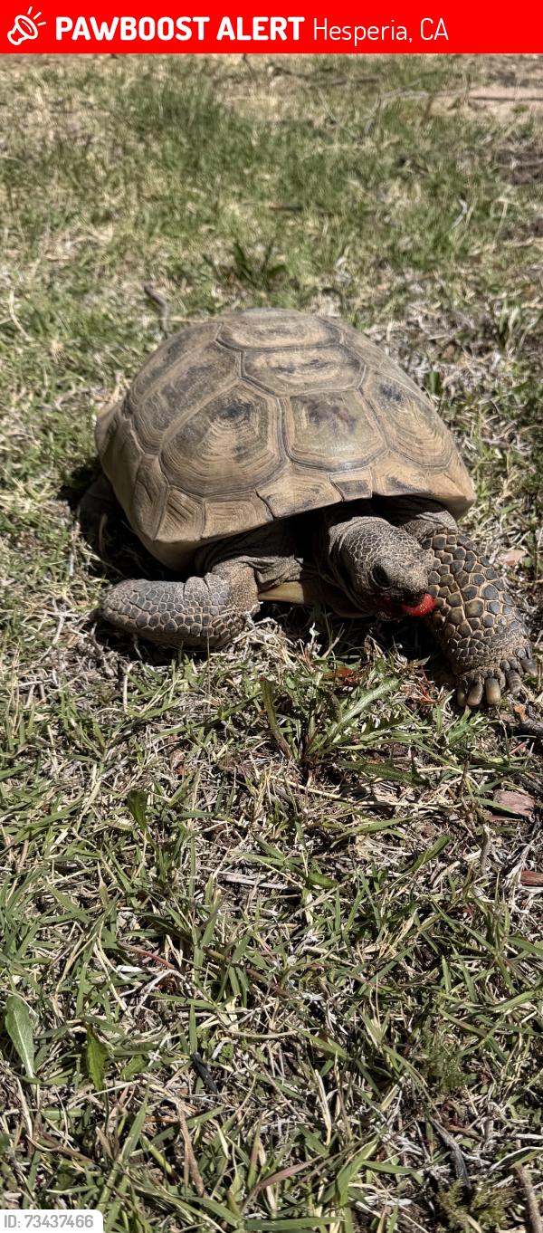 Lost Male Reptile last seen Dartmouth, Hesperia, CA 92344