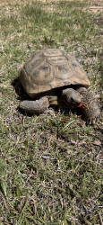 Lost Male Reptile last seen Dartmouth, Hesperia, CA 92344