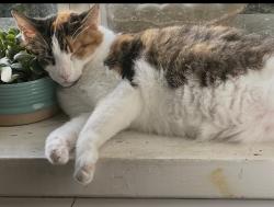Lost Female Cat last seen Andy Woods area, Tyler, TX 75701