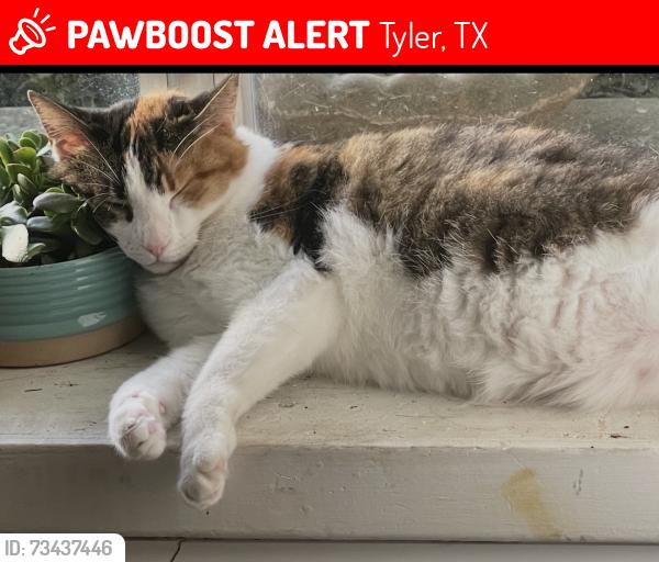 Lost Female Cat last seen Andy Woods area, Tyler, TX 75701