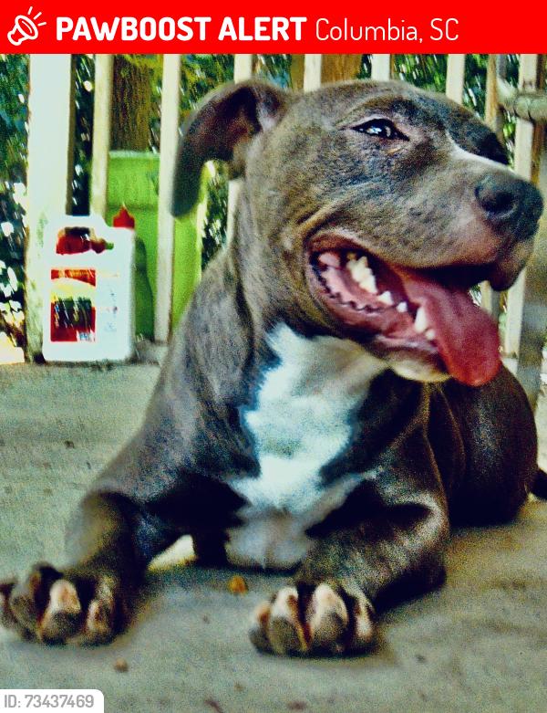 Lost Male Dog last seen Barbra dr., Columbia, SC 29223