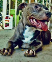 Lost Male Dog last seen Barbra dr., Columbia, SC 29223