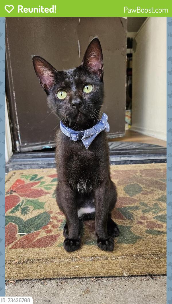 Reunited Male Cat last seen Island club apmts, Oceanside, CA 92056
