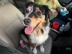 Reunited Female Dog last seen Los Pinos & Malory, San Jose, CA 95123