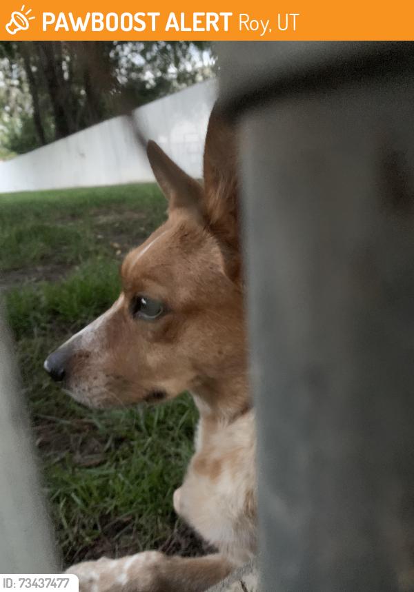 Found/Stray Unknown Dog last seen Near s Roy, Utah 84067, Roy, UT 84067