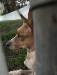 Found/Stray Unknown Dog last seen Near s Roy, Utah 84067, Roy, UT 84067
