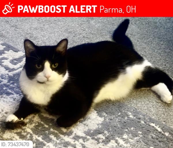 Lost Male Cat last seen Albertly ave/forestwood Parma ohio 44126, Parma, OH 44134