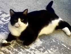 Lost Male Cat last seen Albertly ave/forestwood Parma ohio 44126, Parma, OH 44134